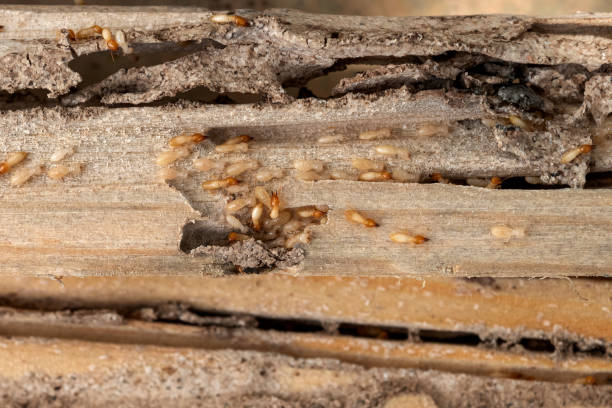 Best Ant Control Services  in Heathcote, NJ